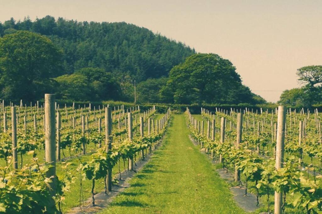 Vineyard Country Cottage Llanerch-Aeron Ngoại thất bức ảnh